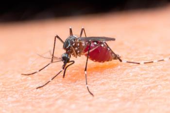 Cuatro trucos con los que podrás deshacerte de los mosquitos rápidamente