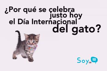 Lee toda la noticia 'Hoy es el Día Internacional del Gato'