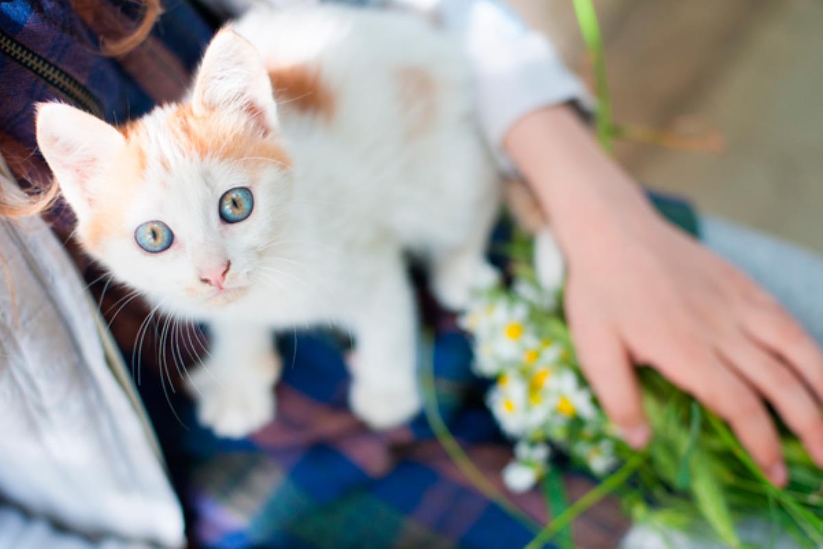 Organizada por la Asociación por la Sensibilidad Animal (ASA) habrá obsequios, espectáculos de magia, desfiles caninos…