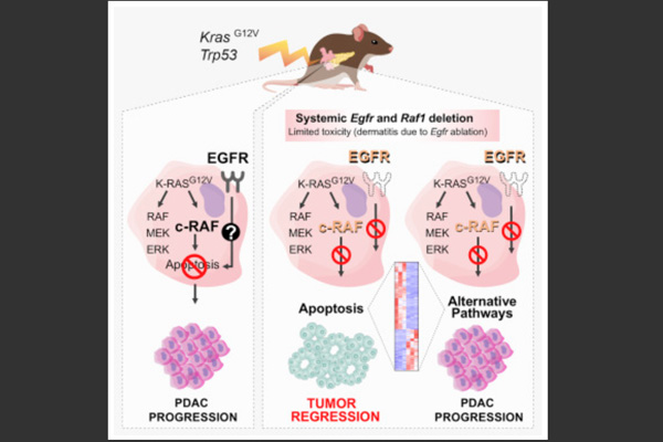 El equipo ha sido liderado por el investigador español Barbacid, el gen descubierto inicia el 95% de los tumores del páncreas