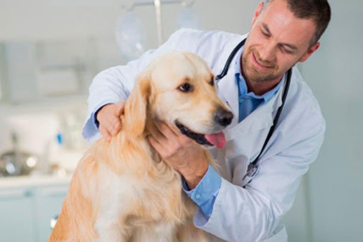 Baja el IVA de los servicios veterinarios del 21 al 10%
