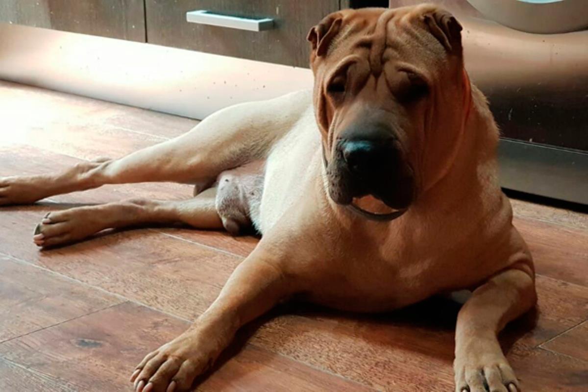 Los casos fueron denunciados por los propios dueños, que aseguran haber ingerido líquido anticongelante