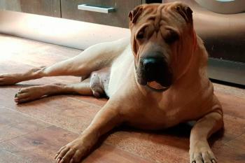 Los casos fueron denunciados por los propios dueños, que aseguran haber ingerido líquido anticongelante