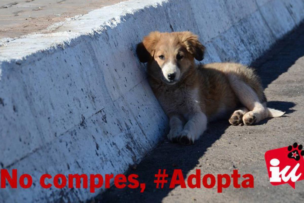 La formación política propone la construcción de un albergue mancomunado con San Sebastián de los Reyes que garantice el sacrificio cero 