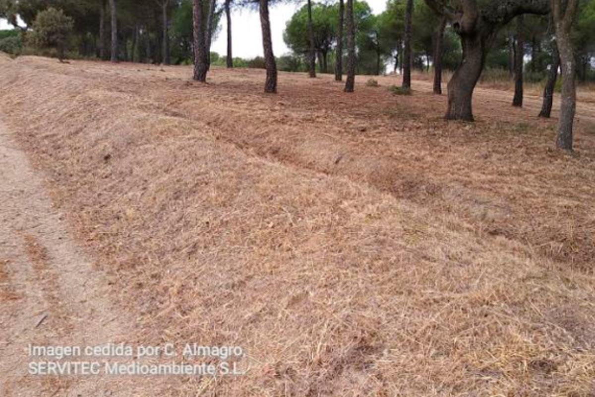 El Servicio de Incendios Forestales actuó sobre el Monte de El Sotillo