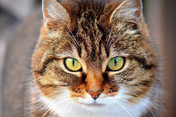 La exposición llega este fin de semana al Pabellón Deportivo