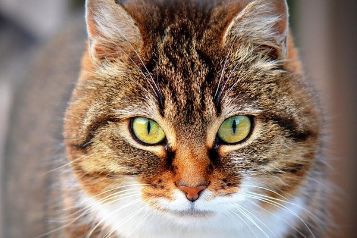 La exposición llega este fin de semana al Pabellón Deportivo