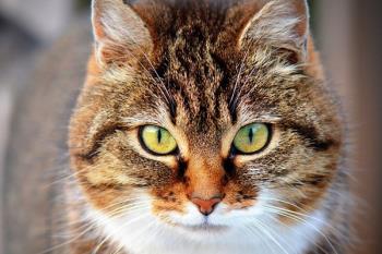 La exposición llega este fin de semana al Pabellón Deportivo