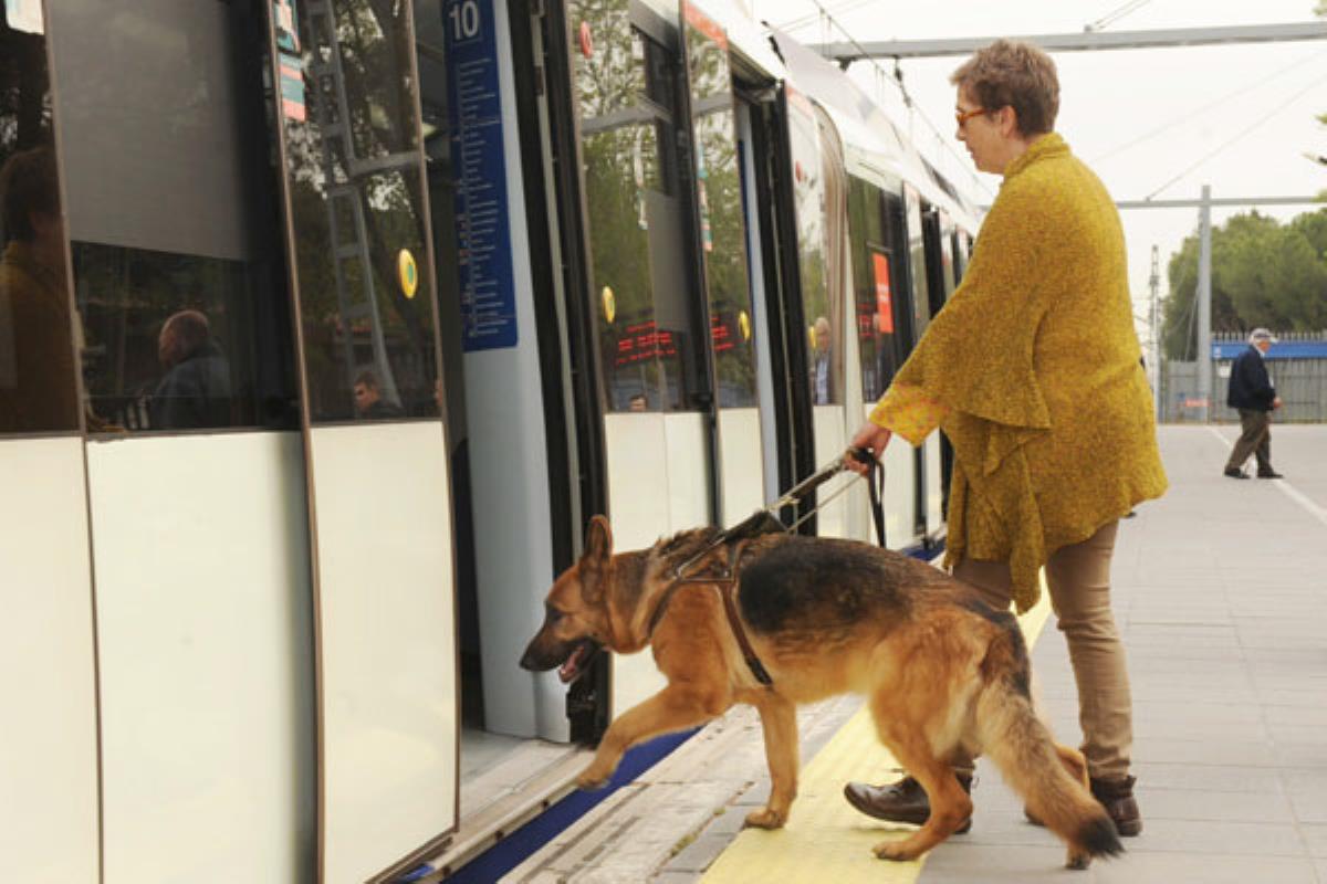 La Organización ha lanzado una campaña para que los madrileños adopten por un tiempo a los que serán futuros perros guías.
