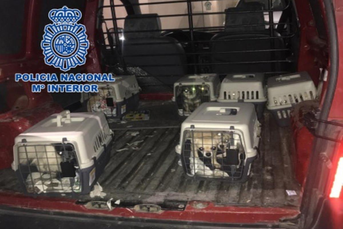 El criadero se encontraba en una vivienda de Meco