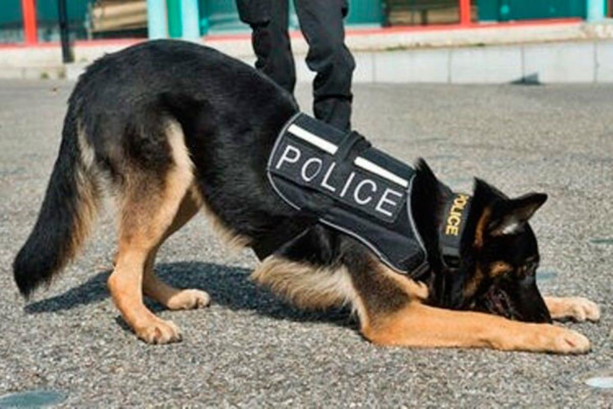 En la demostración se mostrarán las cualidades que tienen los perros para rastrear sustancias estupefacientes