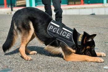 En la demostración se mostrarán las cualidades que tienen los perros para rastrear sustancias estupefacientes