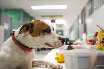 Para la atención integral de los perros que tengan que ser acogidos