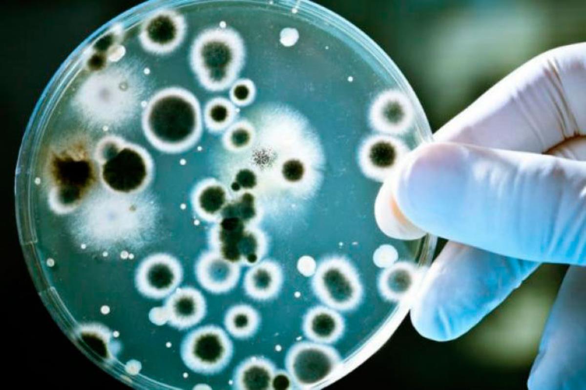 Un profesor de la UAH ha explicado la lucha que tienen las instituciones sanitarias contra las bacterias resistentes a los antibióticos