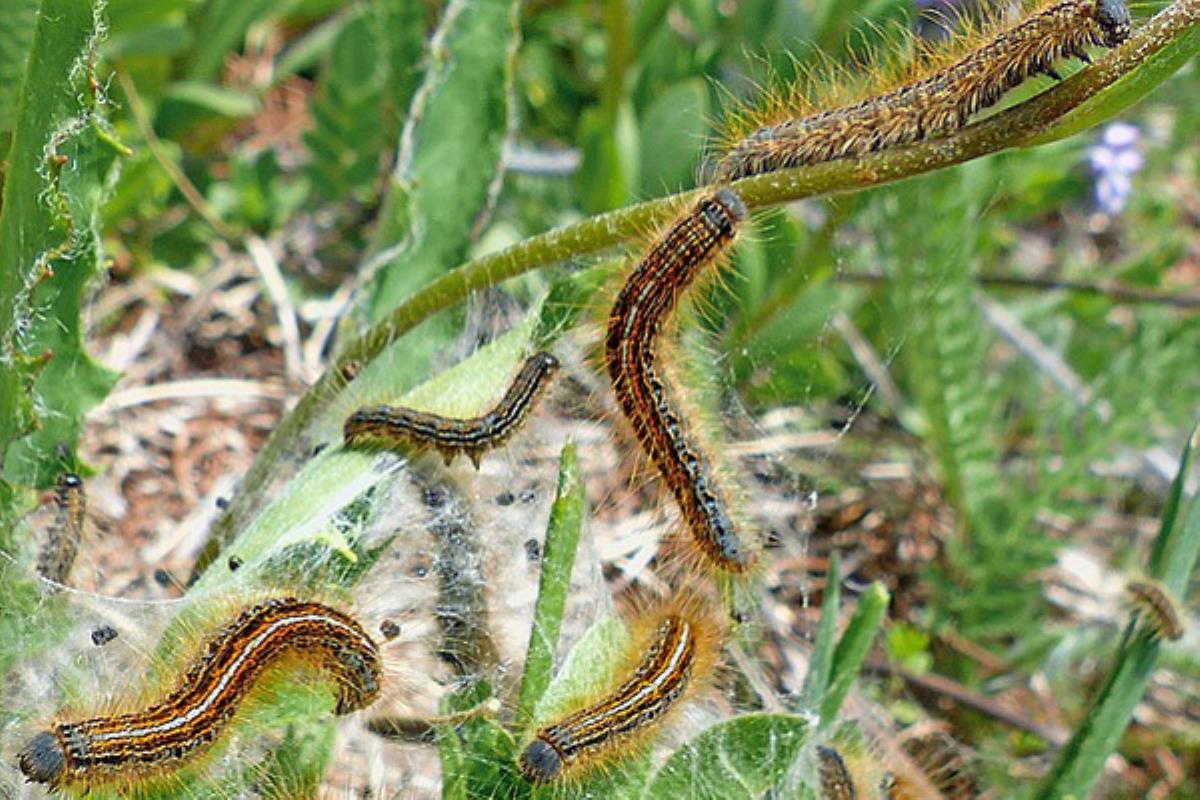 La procesionaria retrocede en el Monte del Pilar con tratamientos alternativos