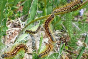 La procesionaria retrocede en el Monte del Pilar con tratamientos alternativos