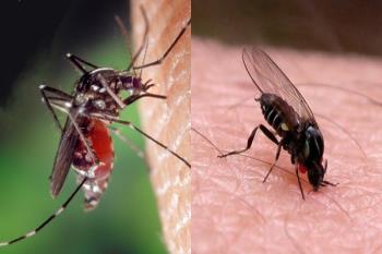 Os contamos las precauciones a tener en cuenta ante las plagas de mosca negra y mosquito tigre