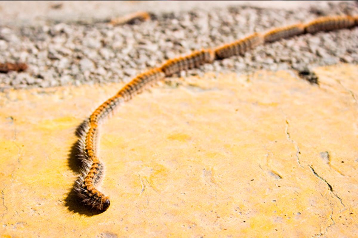 Consejos sobre cómo actuar en caso de que nuestro perro se envenene con una procesionaria