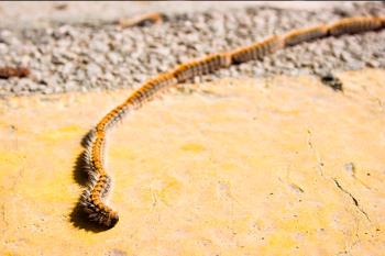 Consejos sobre cómo actuar en caso de que nuestro perro se envenene con una procesionaria