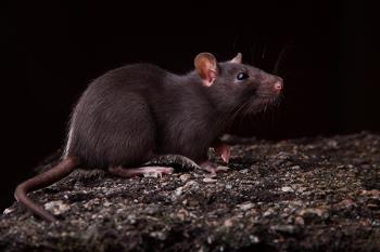 Esta especie de roedor proviene de Asia y es un vector potencial de patógenos