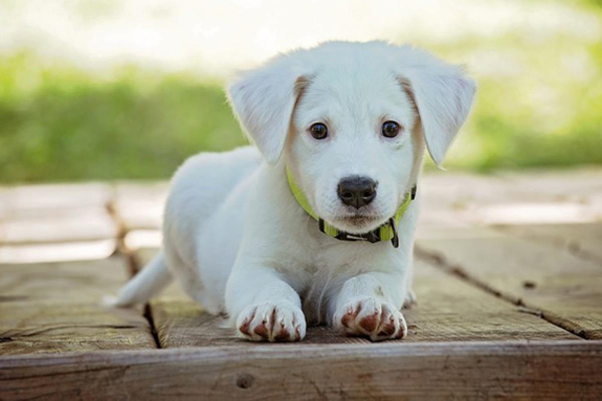 Este fin de semana los vecinos de Alcalá podrán asistir a las jornadas y conocer a los animales en adopción