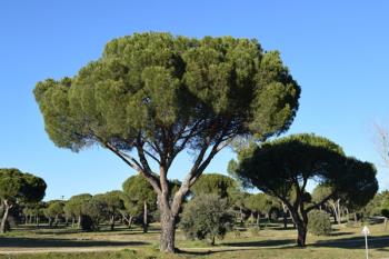 El grupo Ciudadanos de la localidad celebra que el presupuesto destinado a este fin se duplique