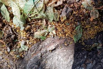 El PP exige una actuación inmediata del gobierno para el exterminio de estas larvas 