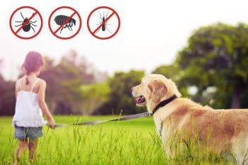 Con la llegada del calor, debemos proteger a nuestras mascotas de sus peligrosos efectos 