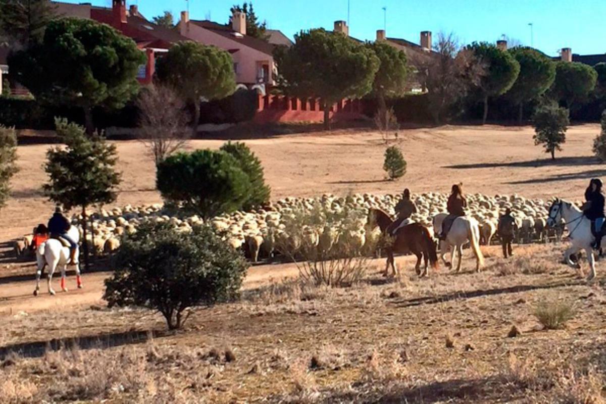 Estos mamíferos pastan ya para prevenir los incendios forestales en nuestro municipio
