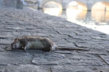 Los vecinos se quejan de la, cada vez más preocupante, presencia de roedores
