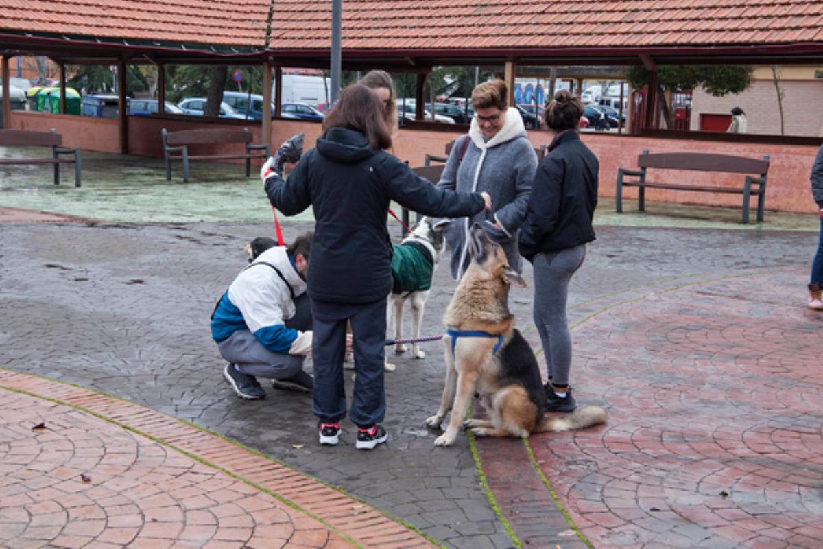La adopción y los castigos por el maltrato animal, pilares de la nueva ordenanza