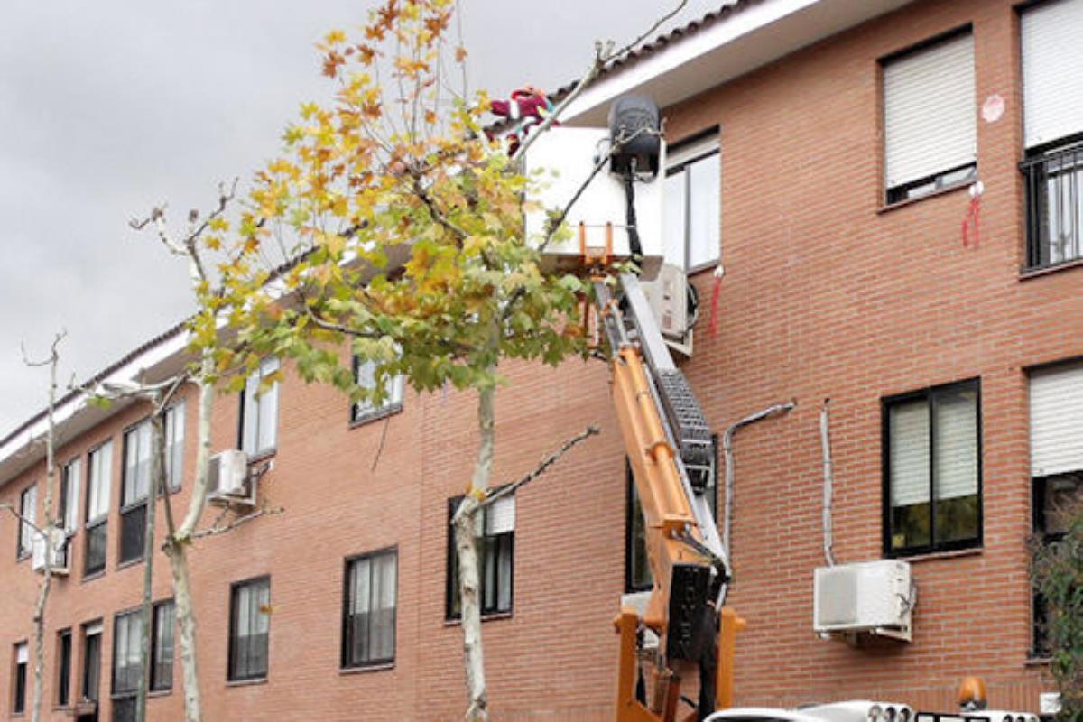 Un total de 3.732 árboles de la ciudad serán podados y se realizará un control fitosanitario en coníferas