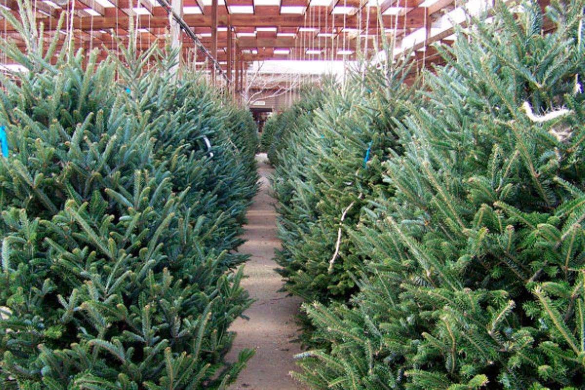 El ayuntamiento se encargará de replantarlos a partir del 7 de enero
