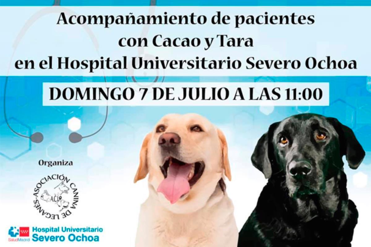 Tara y Cacao son los perros de la Asociación Canina de Leganés, que realizarán visitas a los ancianos ingresados que reciben poca compañía