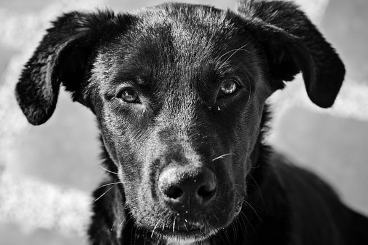 Un nuevo servicio de recogida de animales cubre el horario en que el Centro de Protección animal permanece cerrado