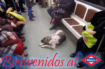 Lee toda la noticia 'Los perros ya son bienvenidos en el Metro'