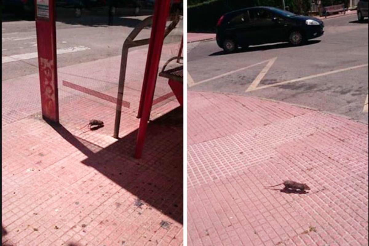 Las quejas de los alcalaínos llegan al Pleno