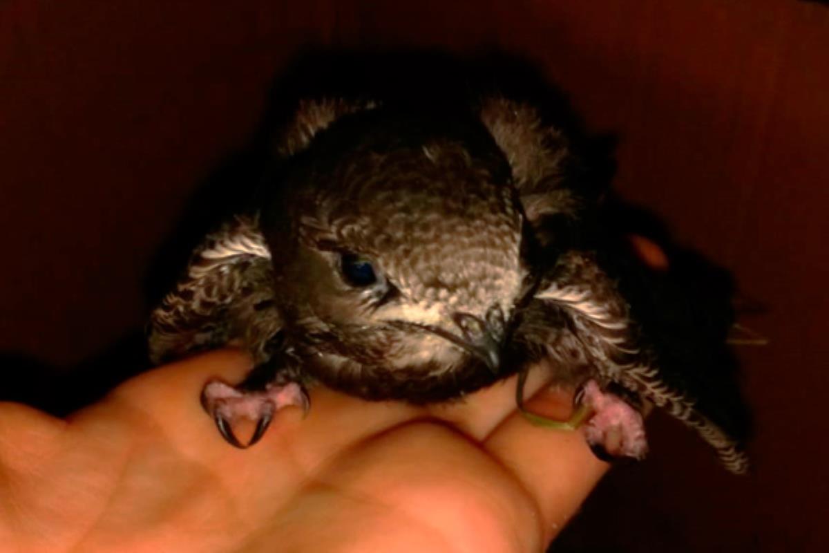 La especie más afectada por el calor ha sido el vencejo, un ave protegida de la que han recibido a día de hoy 811 ingresos