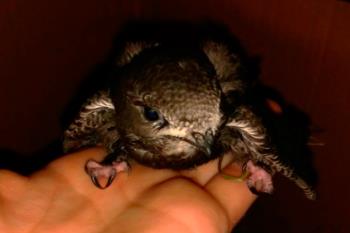 La especie más afectada por el calor ha sido el vencejo, un ave protegida de la que han recibido a día de hoy 811 ingresos