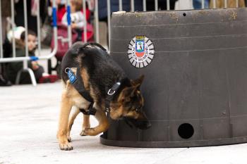 Con motivo de las celebraciones de San Antón, el Palacio de Cibeles acogió diferentes exhibiciones y conferencias