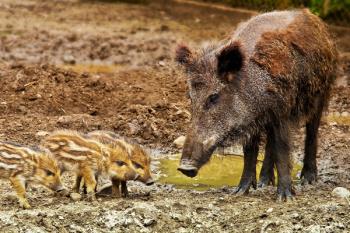 A lo largo del mes de agosto, algunos vecinos se han quejado por destrozos a causa de la introducción de estos animales en el área urbana