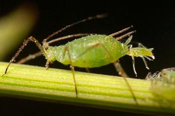Las cajitas con los insectos se colocarán en los árboles de Zarzaquemada, Batallas y el Ensanche de San Nicasio
