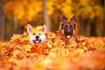 Enfermedades comunes de la época y cómo prevenirlas