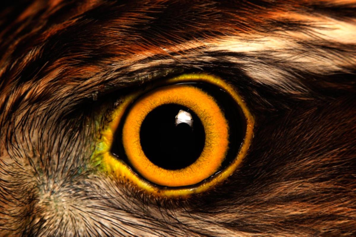 Desde lo más alto de la más verde loma atalayaba sus dominios el Señor de aquellas tierras