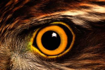 Desde lo más alto de la más verde loma atalayaba sus dominios el Señor de aquellas tierras