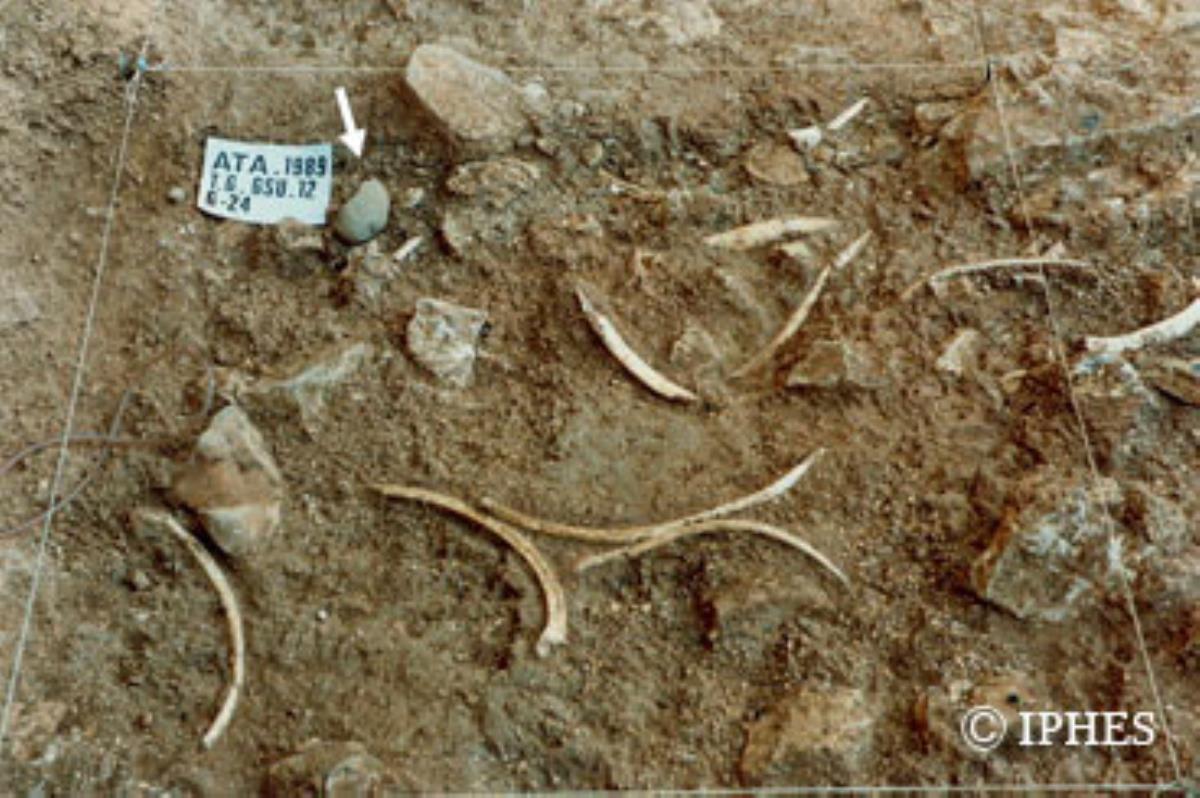 Una investigación señala a los agentes naturales como responsables de acumulaciones de restos humanos en Atapuerca y Dinaeldi 
