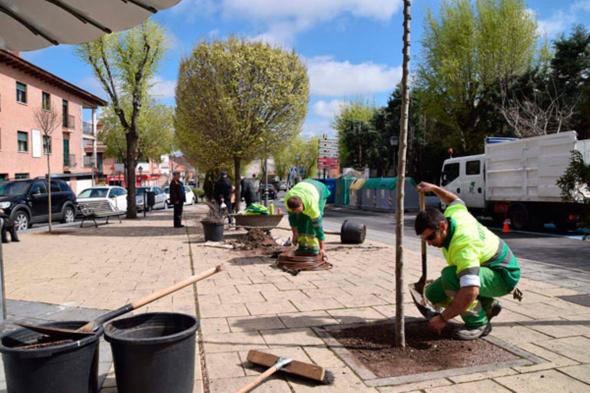 Árboles de Judas, laureles, almeces, olmos, plátanos sombra y un pino reverdecen la ciudad