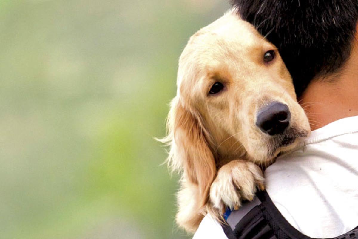 El cuatro de octubre, Día Mundial de los Animales, ya tenemos excusa para mimar a nuestros peludos