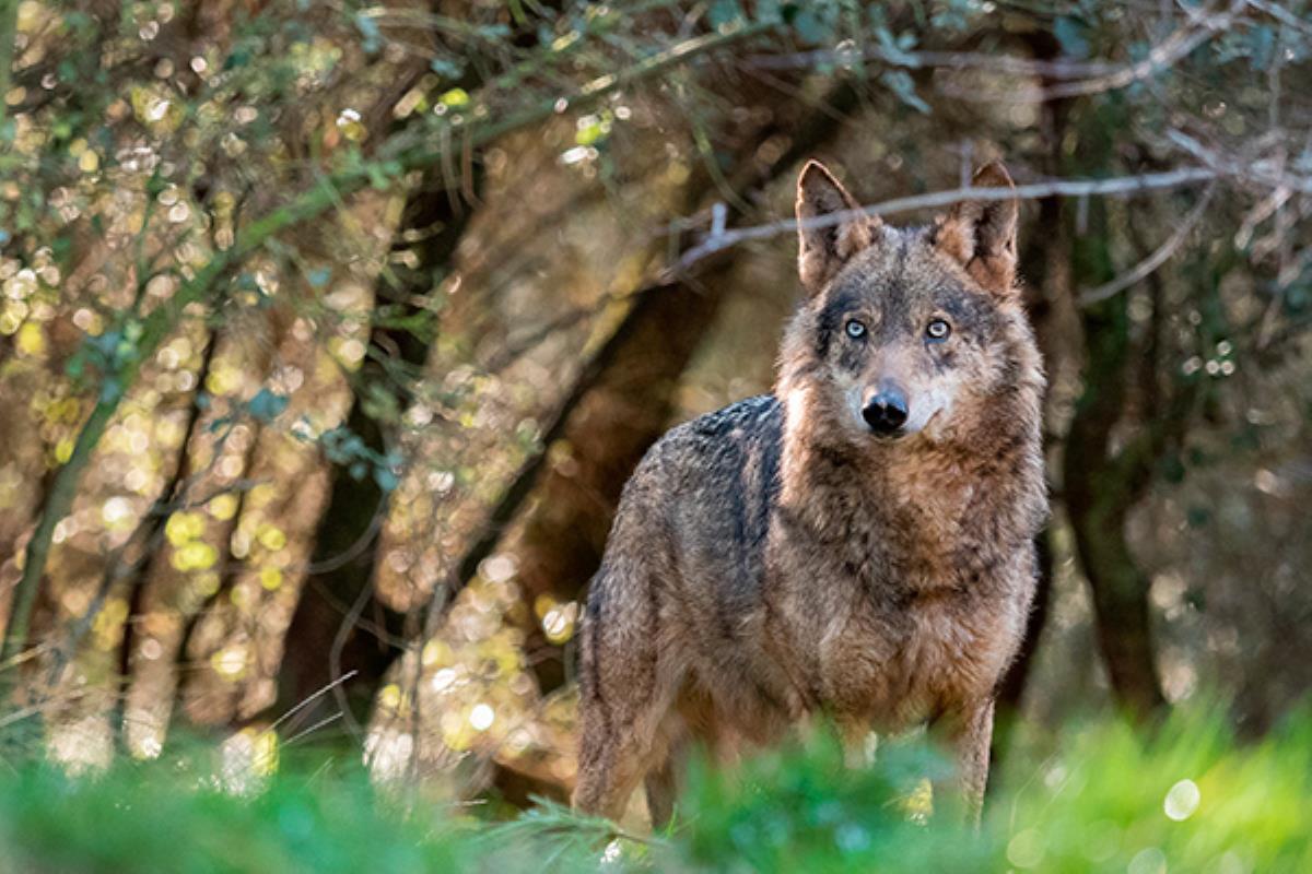 ¿Cuál es la situación del lobo ibérico en la Comunidad de Madrid?
