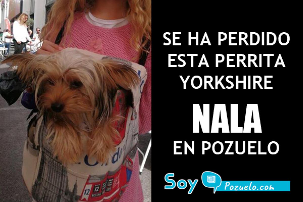 Se llama Nala y se ha perdido por la zona de Escolapios